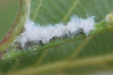 Fuzzy white fluff on a green stem