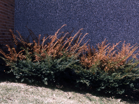 Dark green shrub with brown branches at the top against a brick wall.