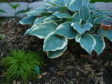 A green Hosta with big green leaves and whitish-yellow edges