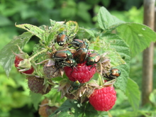 Many Japanese beetles crawling on a red raspberry plant in a garden