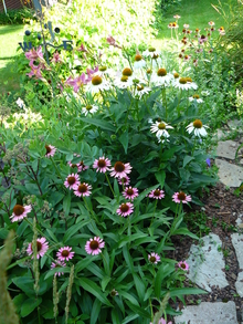 Many daisy-like flowers of pink and white color with brown centers in a garden