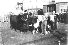 Historical black and white image of young men and women with cows