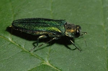 Adult emerald ash borer on tree leaf.