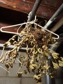 A dried up geranium plant with brown roots hung on a white hanger