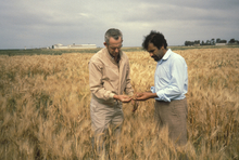 1970s photo of two men in a wheat field, one a U professor and one a Moroccan graduate student