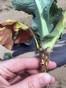 Three cabbage maggot larvae feeding in the main root of a young cauliflower plant.