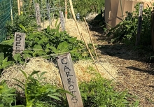 garden plot with wooden signs marking carrots, beets, eggplants, fennel