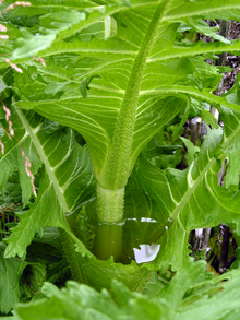 cutleaf teasel leaves growing around the stem
