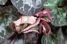 withered leaves with curled in edges on plant surrounded by green, healthy leaves