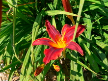 A red and gold flower in front of narrow dark green leaves