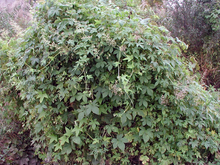 large bush of Japanese hops