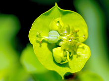 Close up of green leafy spurge flower 