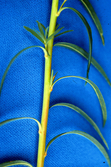Leafy spurge stem and leaves on blue background