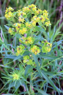 Leafy spurge plant growing in the grass