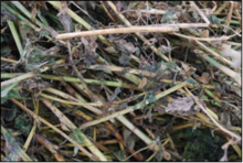 close-up of hay with mold on it.