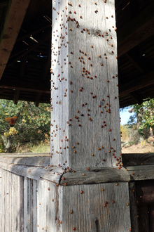 Many ladybeetles crawling on a wooden porch post outside.