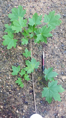 comparing a Norway maple branch to a pen