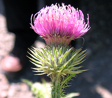 single pink plumeless thistle flower