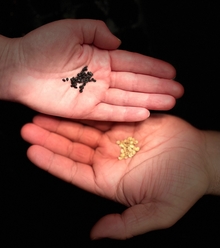 Two hands (two different people) with dark seeds in one and yellow seeds in the other, symbolizing sharing
