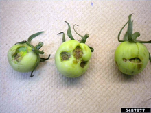 Three green tomato fruit with pocked, scabbed-over areas.