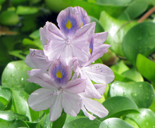 two purple and yellow water hyacinth flowers blooming