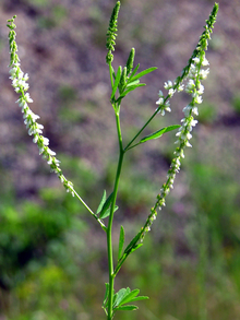 White flowers on a white and yellow sweetclover plant