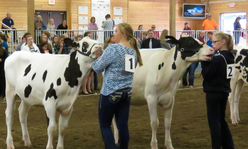 Two girls showing dairy cattle in a show ring.