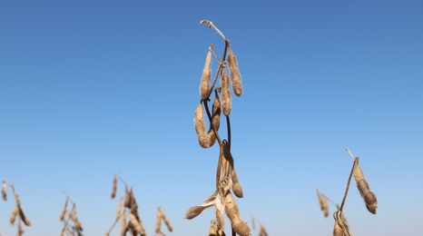 mature soybean plant against sky