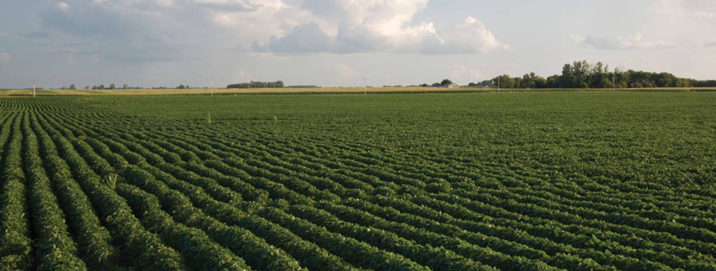field of soybean plants on rolling landscape