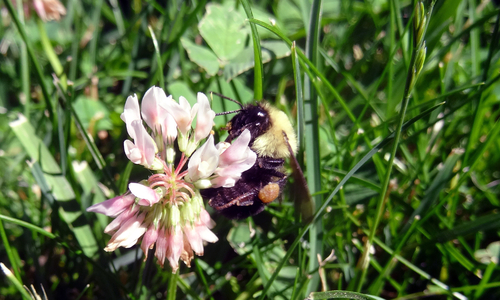 A bumble bee feeding on a clover flower in a lawn.