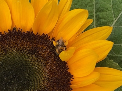 Sunflower with a bumble bee.