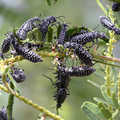 Many long, black beetles with white markings on a plant.