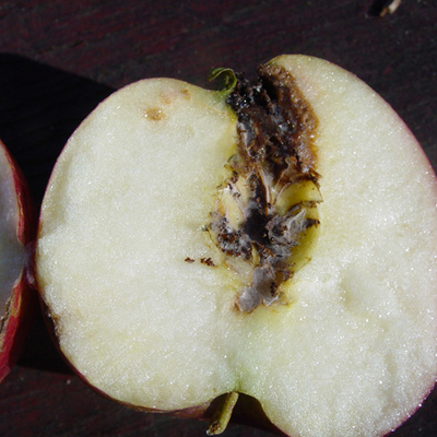 A half-cut apple with seeds and the core eaten 