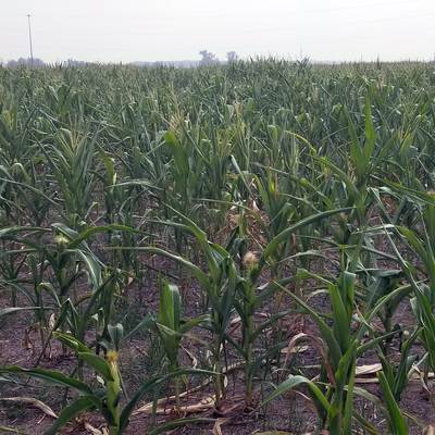 Drought-stressed corn.