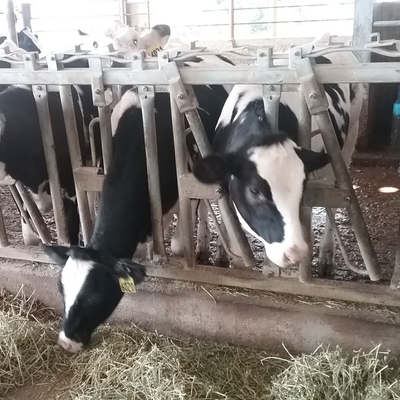 Dairy cows in a barn, eating hay.