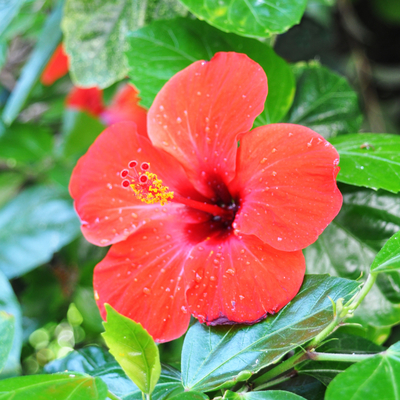 Red hibiscus flower growing on plant