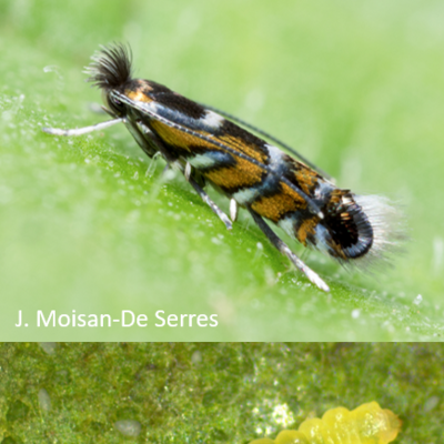 leafminer adult has tiger-like stripes and a furry-looking tail. Larvae looks yellow and transparent and like a gummi worm