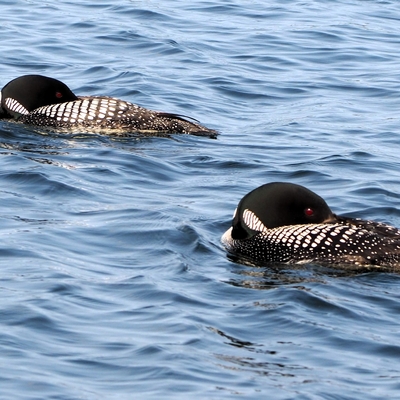 Two loons in the water have their heads tucked under their wings