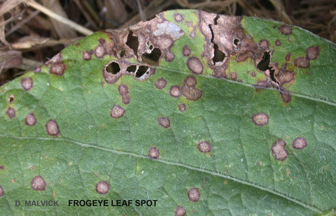 soybean leaf with tan spots circled by purple ring also holes in the leaf.