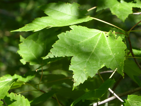 Green maple leaves on a tree.