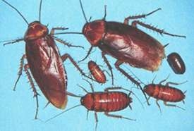 Different life stages of an American cockroach are of different sizes and colors
