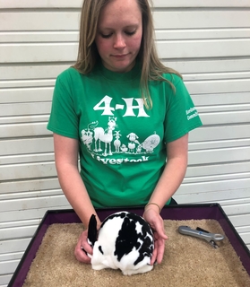 4-H: stock talks-girl with rabbit