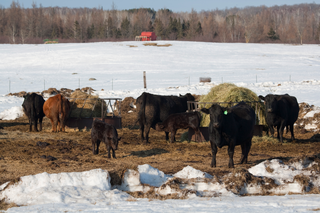 Cows and calves outdoors in winter.