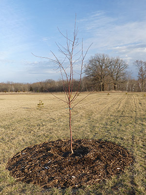 Young tree in large open field with mulch around the base