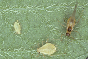 One small and one larger green, pear-shaped aphid on a green leaf