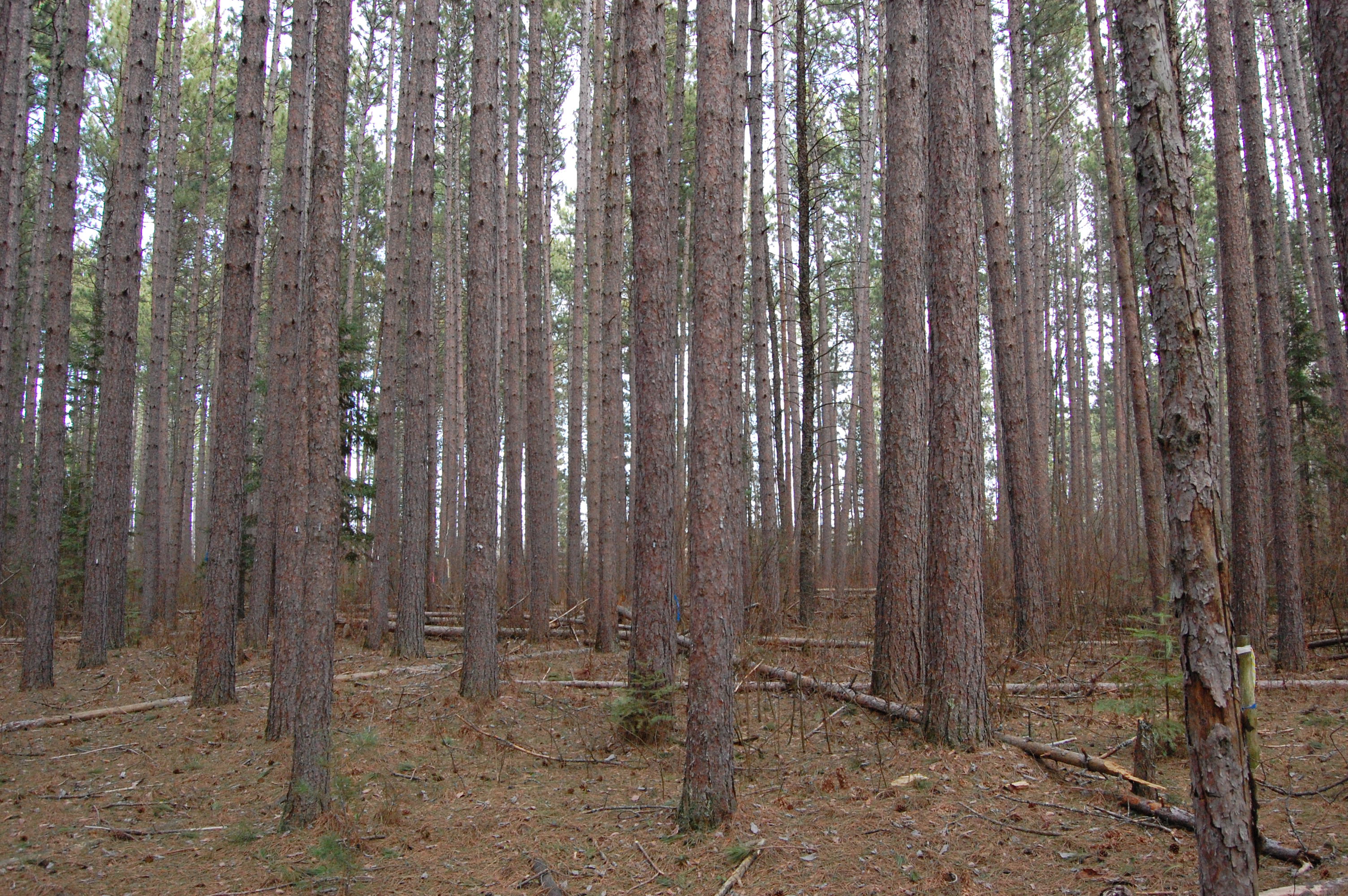 Thinned red pine stand.