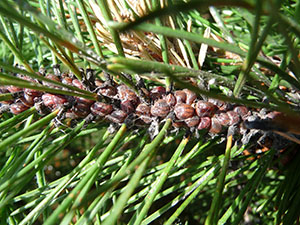 A group of brown, rounded scales on a branch of a pine tree