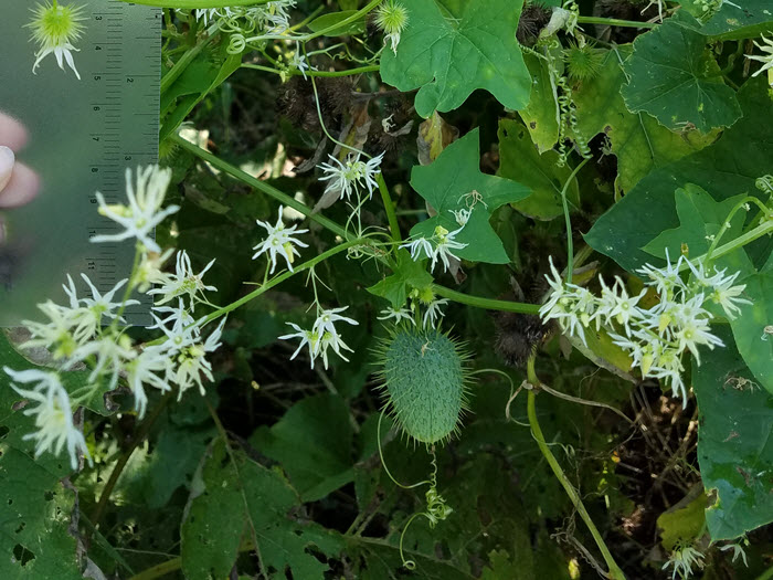 Wild cucumber vine is growing all over | UMN Extension