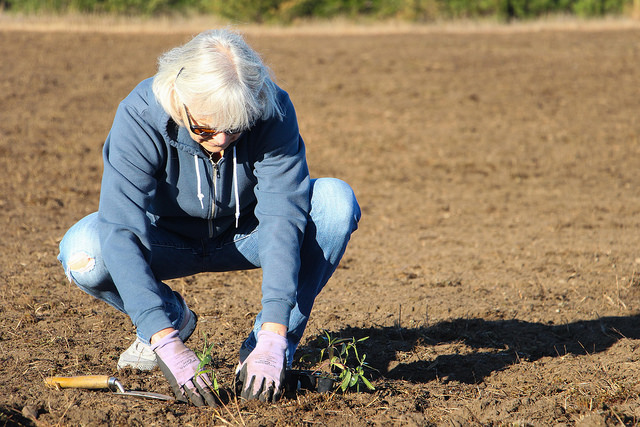 A woman crouching while she plants something in a field.