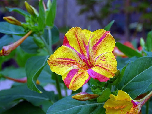 Bright yellow funnel-shaped flower with red streaks.